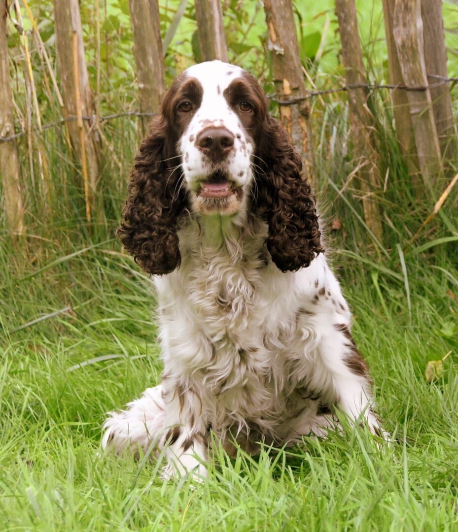English Springer Spaniel