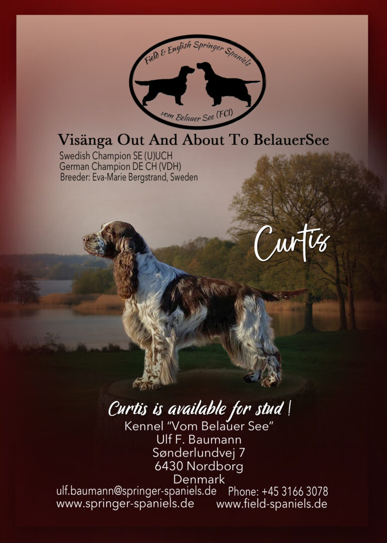 English Springer Spaniel